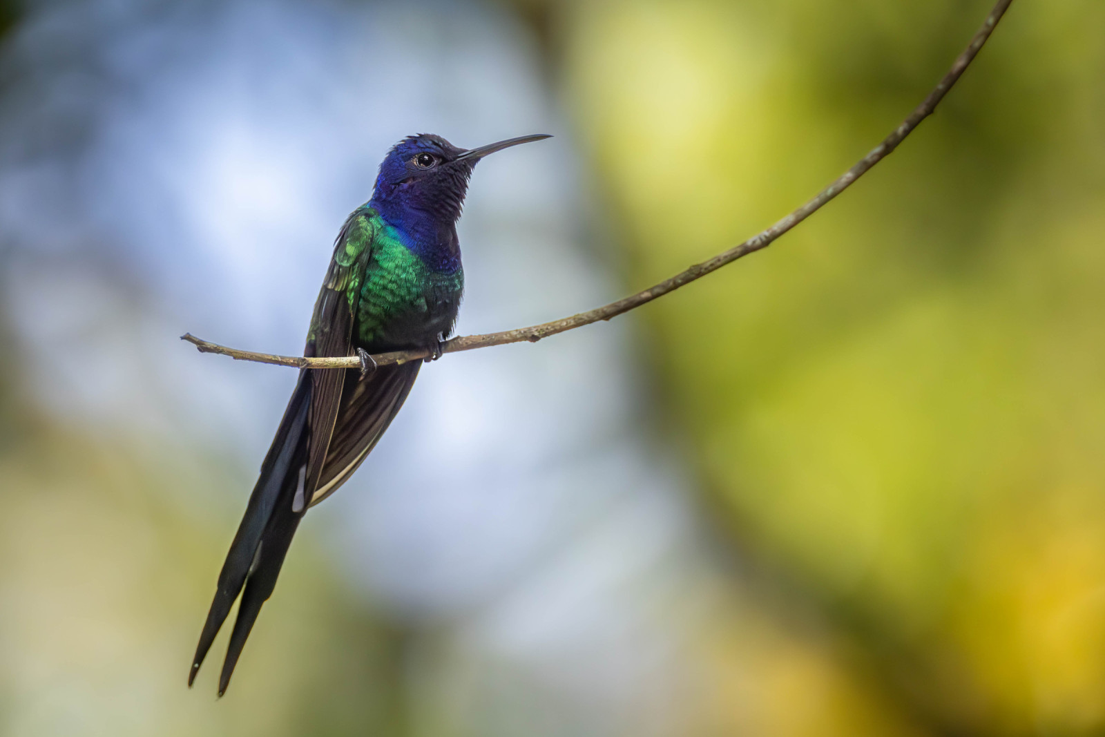 image Swallow-tailed Hummingbird
